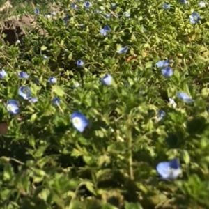 Meet your Posher, Alexus